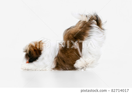 One cute, funny white brown dog, little Shih Tzu isolated over white studio background. Concept of animal life, care, responsibility for pets 82714017