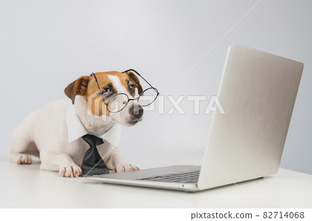 Jack russell terrier dog in glasses and tie works on laptop on white background. Jack russell terrier dog in glasses and tie works on laptop on white background. 82714068