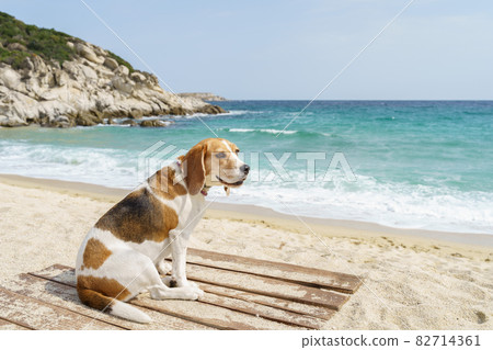 Cute tree color beagle dog sitting on the sea shore. Blue sea and blue sky. 82714361