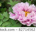 春牡丹大花已開 82714562