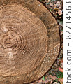 杉樹森林樹樁垂直正面 82714563