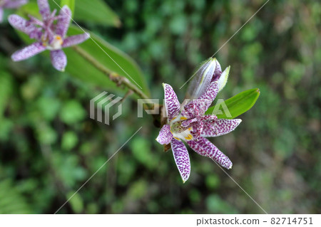 Hototogisu Dynasty 82714751