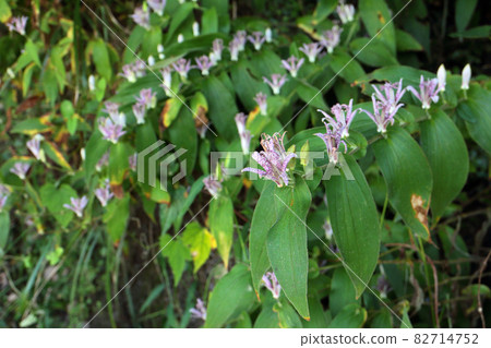 Hototogisu Dynasty 82714752