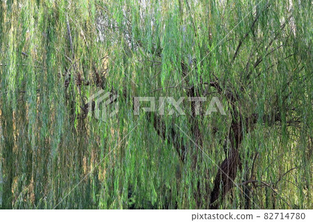 Willow tree 82714780