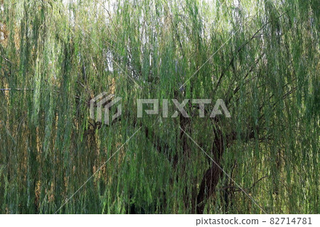 Willow tree 82714781