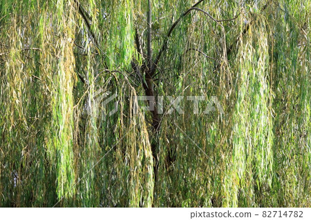 Willow tree Willow tree 82714782