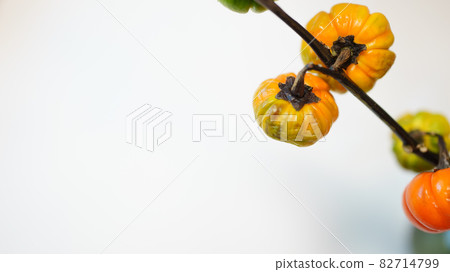 花茄子南瓜茄(右對齊,復古) 花茄子南瓜茄(右對齊,復古) 82714799