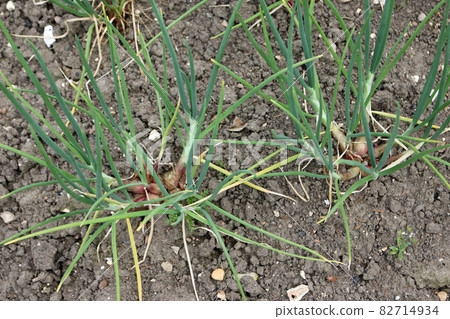Rows of shallots growing in a vegetable garden Rows of shallots growing in a vegetable garden 82714934