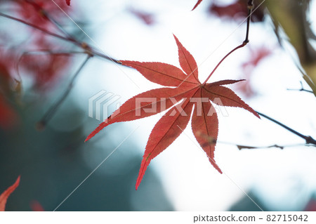 Taiwan beautiful maple leaf travel background maple maple leaf メープルリーフ red leaves モミジ もみじ Taiwan beautiful maple leaf travel background maple maple leaf メープルリーフ red leaves モミジ もみじ 82715042