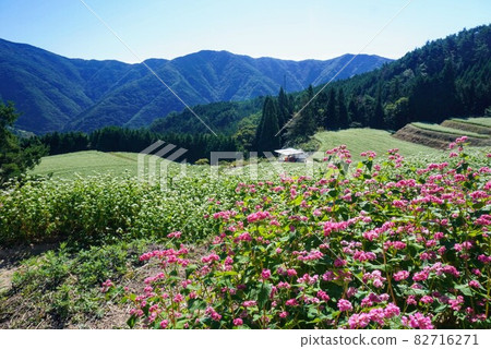 Soba field in Shimagamine ② [Kawahigashi, Manno Town, Nakatado District, Kagawa Prefecture] 82716271