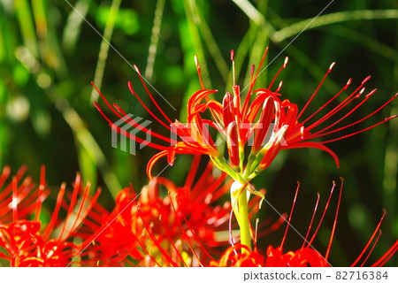 A cluster amaryllis that shines in the morning sun A cluster amaryllis that shines in the morning sun 82716384