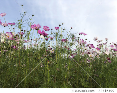 Cosmos, autumn flowers 82716399