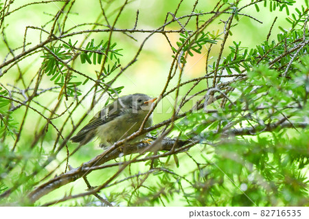 Goldcrest 小妞 Goldcrest 小妞 82716535
