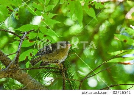 Goldcrest 小妞 82716541