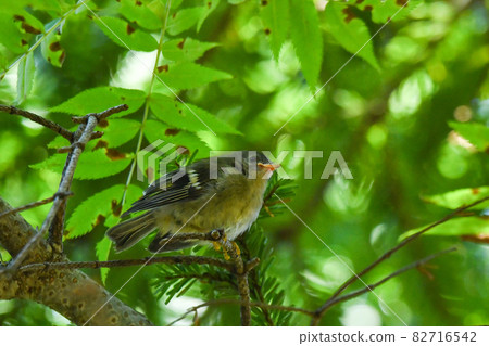 Goldcrest 小妞 Goldcrest 小妞 82716542