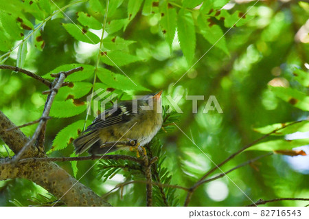 Goldcrest 小妞 Goldcrest 小妞 82716543