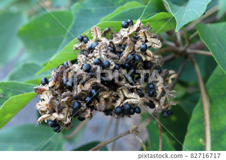 Mallotus japonicus seeds 82716717