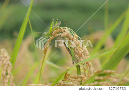 Rice and Oxya yezoensis 82716783