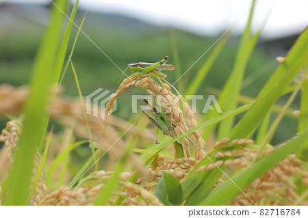 Rice and Oxya yezoensis Rice and Oxya yezoensis 82716784