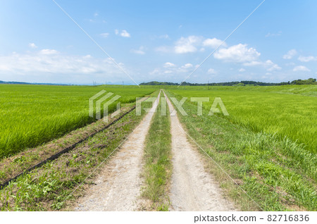 Early summer farm road 82716836