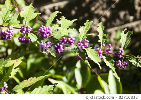 Komurasaki fruit 82716838