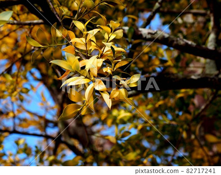 Nagi leaves in the sun 82717241