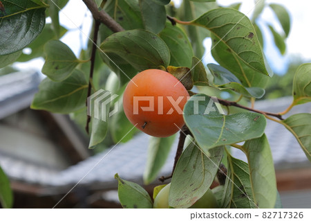 柿子和柿子葉 82717326