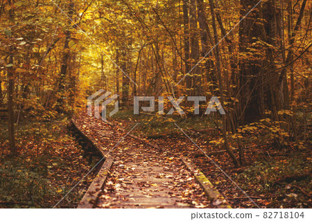 Pathway in the bright forest. Autumn falling leaves 82718104