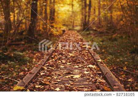 Pathway in the bright forest. Autumn falling leaves 82718105