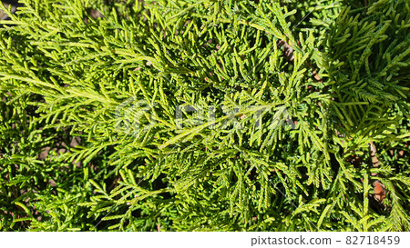 Plants on a stone background. Pine, thuja and spruce branches. Plants on a stone background. Pine, thuja and spruce branches. 82718459
