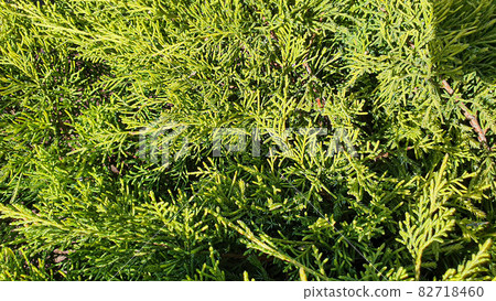 Plants on a stone background. Pine, thuja and spruce branches. Plants on a stone background. Pine, thuja and spruce branches. 82718460