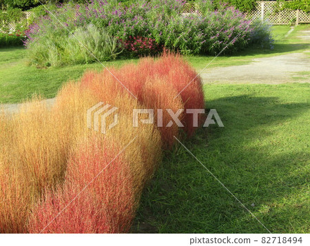 Autumn leaves Kokia Autumn leaves Kokia 82718494