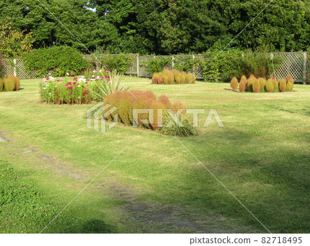 Sanyo Medea Flower Museum Kokia with Autumn Leaves Sanyo Medea Flower Museum Kokia with Autumn Leaves 82718495