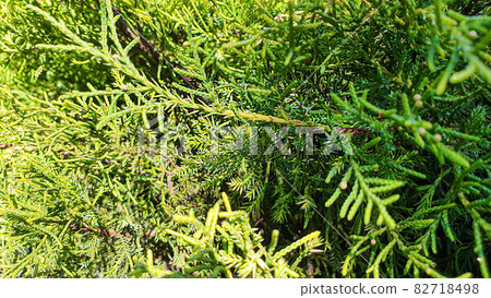 Plants on a stone background. Pine, thuja and spruce branches. 82718498