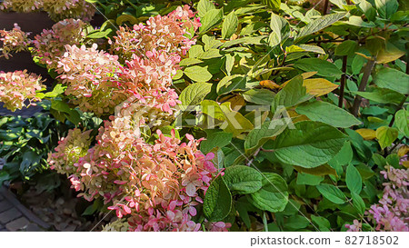 Plants on a stone background. Pine, thuja and spruce branches. 82718502