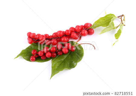 Schisandra Chinensis isolated on white Schisandra Chinensis isolated on white 82718551