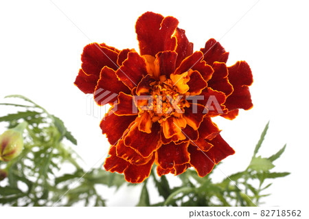 Growing marigolds isolated on white 82718562