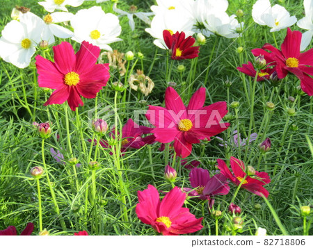 三洋美狄亞花卉博物館的大波斯菊紅白花 三洋美狄亞花卉博物館的大波斯菊紅白花 82718806