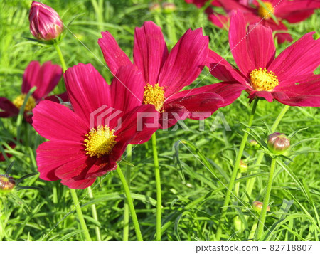 三洋美狄亞花卉博物館的大波斯菊紅花 三洋美狄亞花卉博物館的大波斯菊紅花 82718807