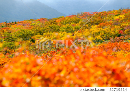 栗駒山（菅川山），百花名山之一，以日本最美麗的山地秋葉而聞名 82719314