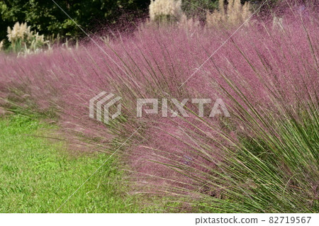 Mullenbergia (禾本科) 花 82719567