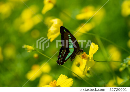 常見的青蠅 82720001