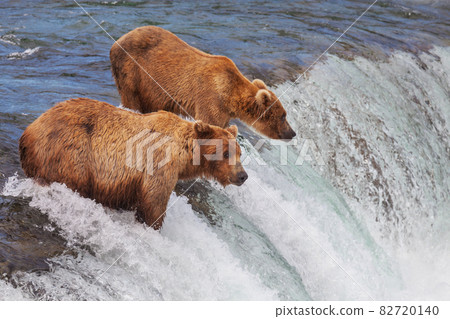 Bear in Alaska Bear in Alaska 82720140