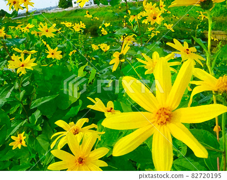 盛開的菊芋 82720195
