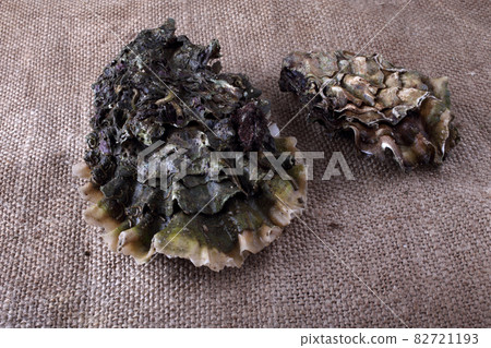 Oysters on bagging Oysters on bagging 82721193