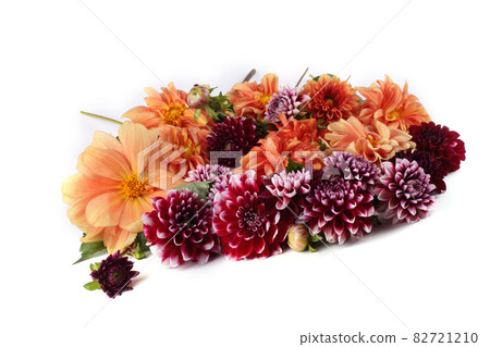 Dahlia flowers isolated on white Dahlia flowers isolated on white 82721210