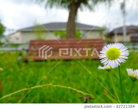 Bench and white flowers Bench and white flowers 82721384