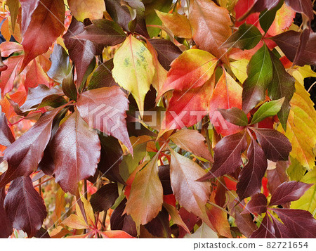 Autumn background with leaves of five-leaved ivy 82721654