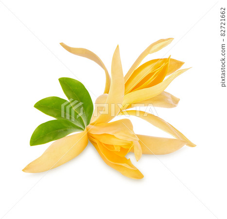 Champaca, Champa, Tree and flowers with medicinal properties on white background. Champaca, Champa, Tree and flowers with medicinal properties on white background. 82721662