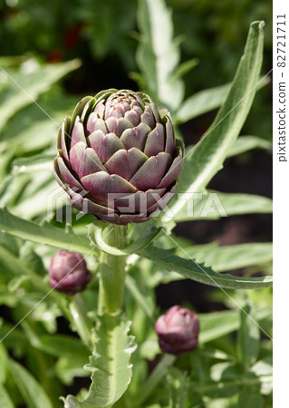 Purple artichoke growing in a field 82721711